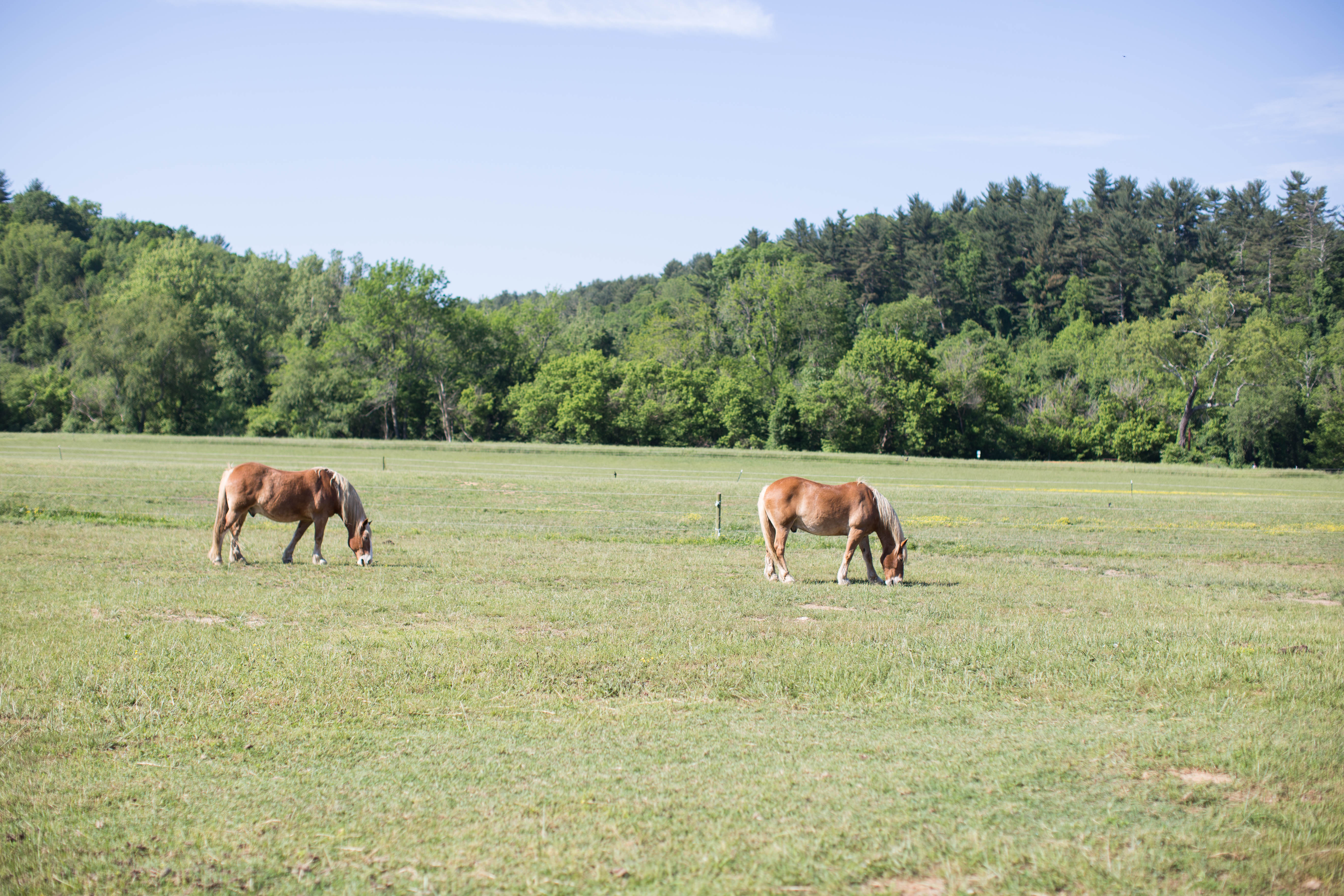 Antler Village: What to See and Do