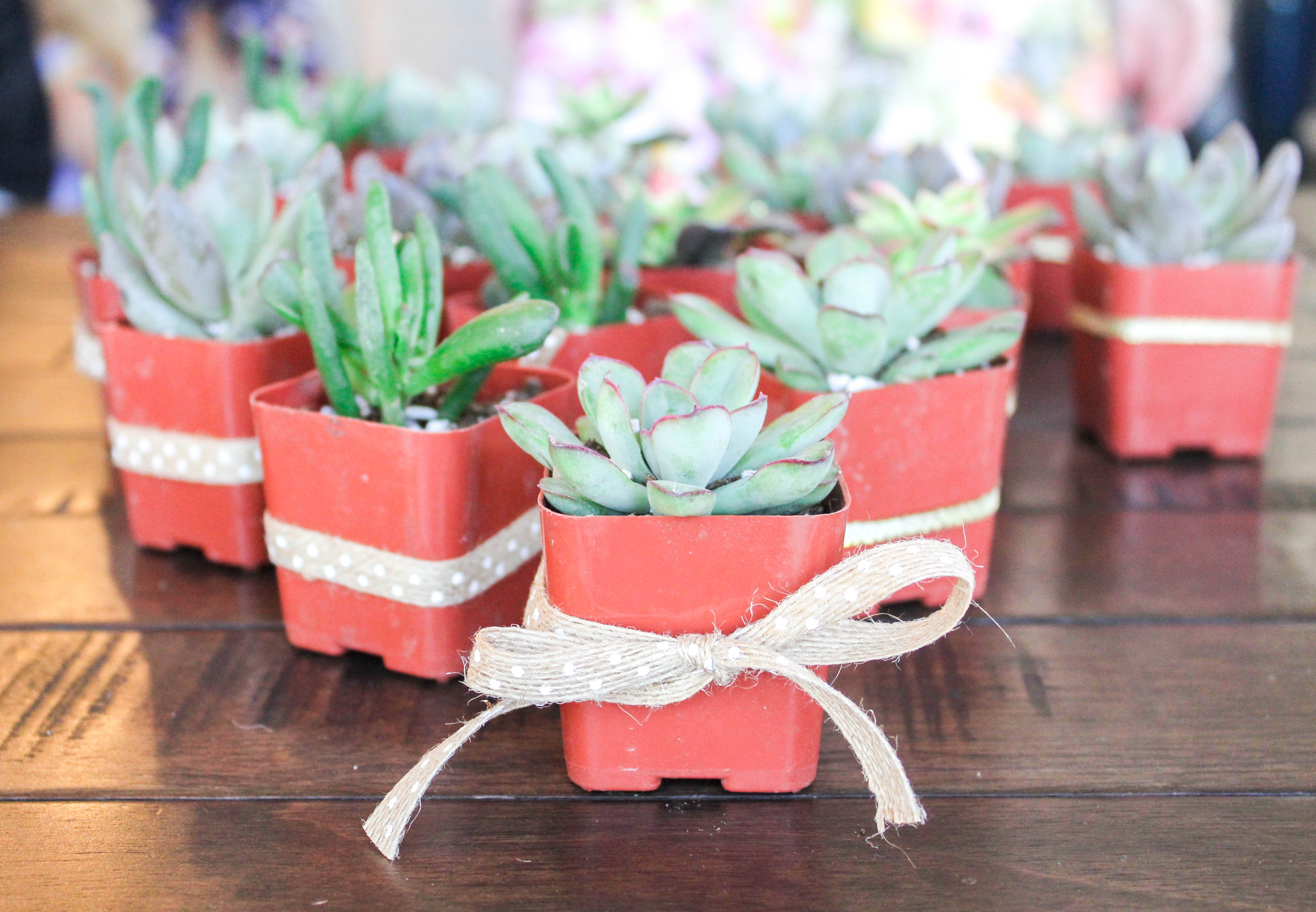 Succulent Party Favors