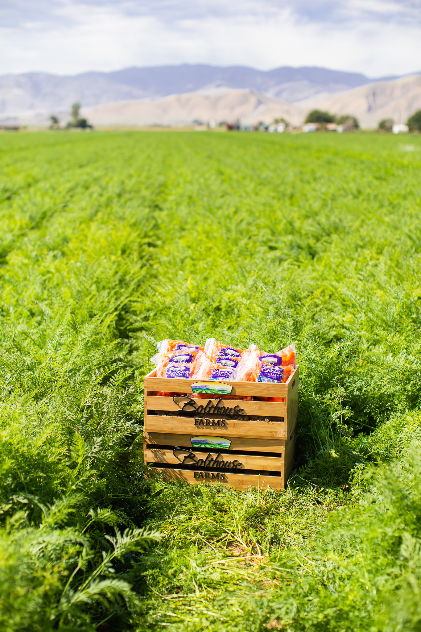 Bolthouse Farms Bakersfield Visit – Our California Trip Recap by popular North Carolina lifestyle blog, Coffee Beans and Bobby Pins: image of a crate full of Bolthouse Farms mini carrots resting in a carrot field at Bolthouse Farms in Bakersfield, California.