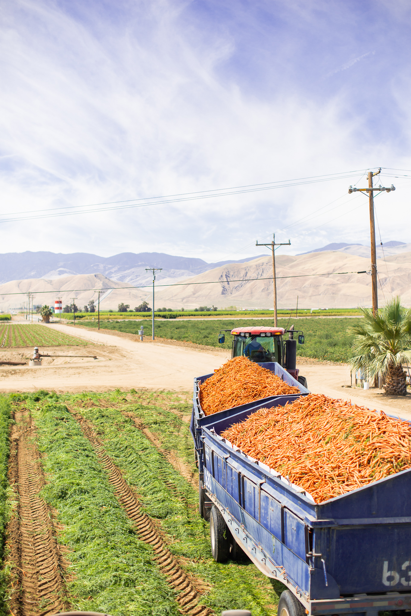 Bolthouse Farms Bakersfield Visit – Our California Trip Recap by popular North Carolina lifestyle blog, Coffee Beans and Bobby Pins: image of a tractor pulling trailers full of carrots at Bolthouse Farms in Bakersfield, California.