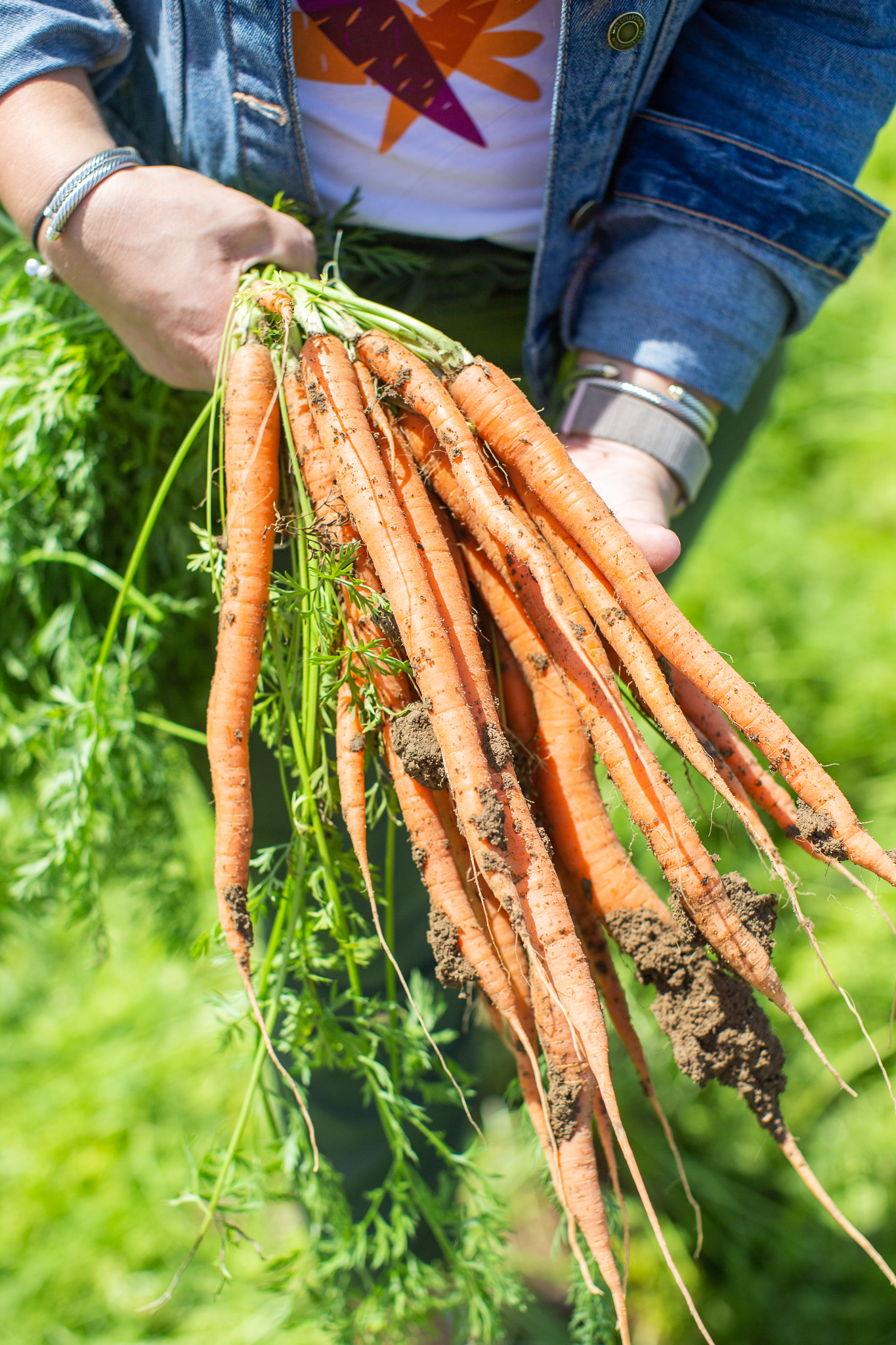 Bolthouse Farms Bakersfield Visit – Our California Trip Recap by popular North Carolina lifestyle blog, Coffee Beans and Bobby Pins: close up image of a woman holding bunch of freshly picked carrots in her hand at the Bolthouse Farms in Bakersfield, California.