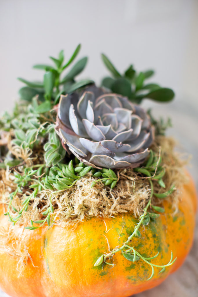 Pumpkin Succulent by popular Ohio life and style blog, Coffee Beans and Bobby Pins: image of a pumpkin succulent. 