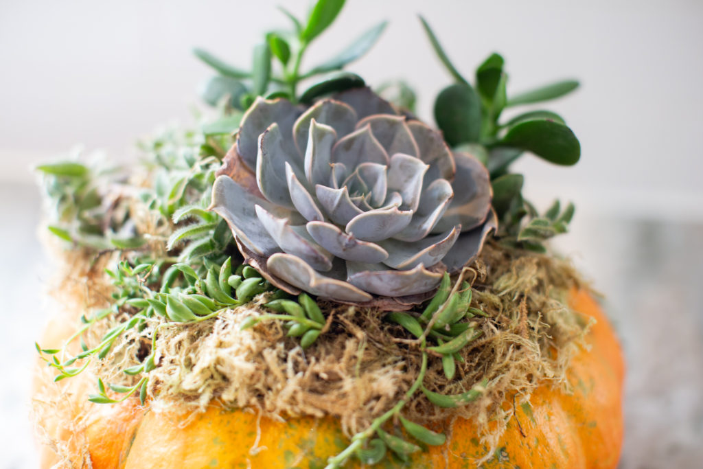 Pumpkin Succulent by popular Ohio life and style blog, Coffee Beans and Bobby Pins: image of a pumpkin succulent. 