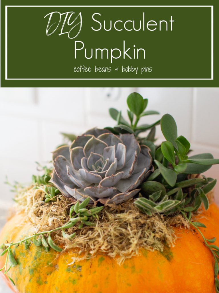 Pumpkin Succulent by popular Ohio life and style blog, Coffee Beans and Bobby Pins: Pinterest image of a pumpkin succulent. 